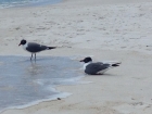 Dateiname=Florida2015_211.jpg
Dateigröße=247KB
Abmessungen: 1200x900
hinzugefügt am: 06. September 2015 Florida2015_211.jpg