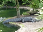 Dateiname=Florida2015_259.jpg
Dateigröße=520KB
Abmessungen: 1200x900
hinzugefügt am: 06. September 2015 Florida2015_259.jpg