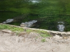 Dateiname=Florida2015_260.jpg
Dateigröße=478KB
Abmessungen: 1200x900
hinzugefügt am: 06. September 2015 Florida2015_260.jpg
