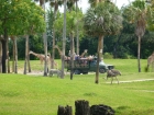 Dateiname=Florida2015_277.jpg
Dateigröße=594KB
Abmessungen: 1200x900
hinzugefügt am: 06. September 2015 Florida2015_277.jpg