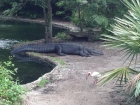 Dateiname=Florida2015_323.jpg
Dateigröße=481KB
Abmessungen: 1200x900
hinzugefügt am: 06. September 2015 Florida2015_323.jpg
