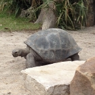 Dateiname=Florida2015_351.jpg
Dateigröße=483KB
Abmessungen: 1200x1200
hinzugefügt am: 06. September 2015 Florida2015_351.jpg