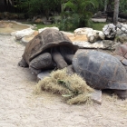 Dateiname=Florida2015_361.jpg
Dateigröße=749KB
Abmessungen: 1200x1200
hinzugefügt am: 06. September 2015 Florida2015_361.jpg