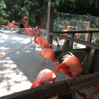 Dateiname=Florida2015_363.jpg
Dateigröße=601KB
Abmessungen: 1200x1200
hinzugefügt am: 06. September 2015 Florida2015_363.jpg