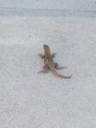 Dateiname=Florida2015_424.jpg
Dateigröße=246KB
Abmessungen: 900x1200
hinzugefügt am: 06. September 2015 Florida2015_424.jpg