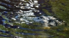 Dateiname=Florida2015_454.jpg
Dateigröße=288KB
Abmessungen: 1200x676
hinzugefügt am: 06. September 2015 Florida2015_454.jpg