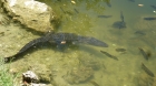 Dateiname=Florida2015_459.jpg
Dateigröße=277KB
Abmessungen: 1200x676
hinzugefügt am: 06. September 2015 Florida2015_459.jpg