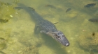 Dateiname=Florida2015_460.jpg
Dateigröße=203KB
Abmessungen: 1200x676
hinzugefügt am: 06. September 2015 Florida2015_460.jpg