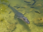Dateiname=Florida2015_461.jpg
Dateigröße=302KB
Abmessungen: 1200x900
hinzugefügt am: 06. September 2015 Florida2015_461.jpg