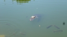 Dateiname=Florida2015_464.jpg
Dateigröße=114KB
Abmessungen: 1200x676
hinzugefügt am: 06. September 2015 Florida2015_464.jpg