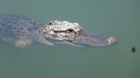 Dateiname=Florida2015_467.jpg
Dateigröße=176KB
Abmessungen: 1200x676
hinzugefügt am: 06. September 2015 Florida2015_467.jpg
