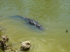 Dateiname=Florida2015_506.jpg
Dateigröße=459KB
Abmessungen: 1200x900
hinzugefügt am: 06. September 2015 Florida2015_506.jpg
