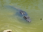 Dateiname=Florida2015_507.jpg
Dateigröße=394KB
Abmessungen: 1200x900
hinzugefügt am: 06. September 2015 Florida2015_507.jpg