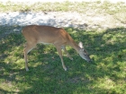 Dateiname=Florida2015_511.jpg
Dateigröße=677KB
Abmessungen: 1200x900
hinzugefügt am: 06. September 2015 Florida2015_511.jpg