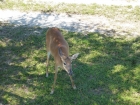 Dateiname=Florida2015_512.jpg
Dateigröße=681KB
Abmessungen: 1200x900
hinzugefügt am: 06. September 2015 Florida2015_512.jpg