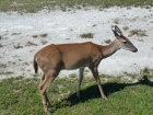 Dateiname=Florida2015_513.jpg
Dateigröße=702KB
Abmessungen: 1200x900
hinzugefügt am: 06. September 2015 Florida2015_513.jpg
