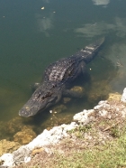 Dateiname=Florida2015_527.jpg
Dateigröße=369KB
Abmessungen: 900x1200
hinzugefügt am: 06. September 2015 Florida2015_527.jpg
