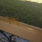 Dateiname=Florida2015_529.jpg
Dateigröße=452KB
Abmessungen: 1200x1200
hinzugefügt am: 06. September 2015 Florida2015_529.jpg