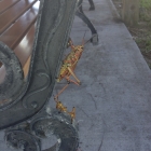 Dateiname=Florida2015_530.jpg
Dateigröße=393KB
Abmessungen: 1200x1200
hinzugefügt am: 06. September 2015 Florida2015_530.jpg
