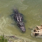 Dateiname=Florida2015_534.jpg
Dateigröße=414KB
Abmessungen: 1200x1200
hinzugefügt am: 06. September 2015 Florida2015_534.jpg