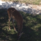 Dateiname=Florida2015_535.jpg
Dateigröße=466KB
Abmessungen: 1200x1200
hinzugefügt am: 06. September 2015 Florida2015_535.jpg