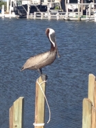 Dateiname=Florida2015_538.jpg
Dateigröße=375KB
Abmessungen: 900x1200
hinzugefügt am: 06. September 2015 Florida2015_538.jpg