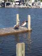 Dateiname=Florida2015_539.jpg
Dateigröße=413KB
Abmessungen: 900x1200
hinzugefügt am: 06. September 2015 Florida2015_539.jpg